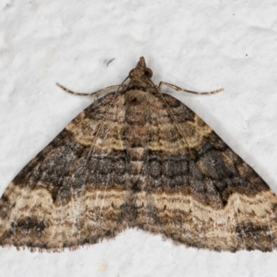 Epyaxa subidaria (Subidaria Moth) at Melba, ACT - 17 Sep 2021 by kasiaaus
