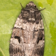 Thoracolopha flexirena (Zoned Noctuid) at Melba, ACT - 17 Sep 2021 by kasiaaus