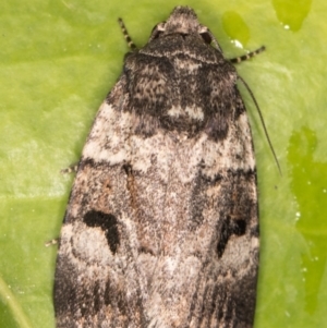 Thoracolopha flexirena at Melba, ACT - 17 Sep 2021