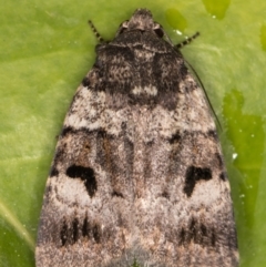 Thoracolopha flexirena at Melba, ACT - 17 Sep 2021