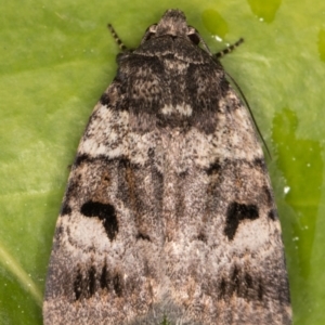 Thoracolopha flexirena at Melba, ACT - 17 Sep 2021