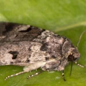 Thoracolopha flexirena at Melba, ACT - 17 Sep 2021