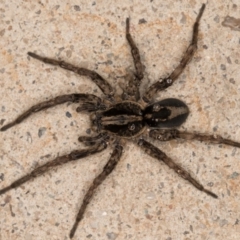 Unidentified Wolf spider (Lycosidae) (TBC) at Melba, ACT - 17 Sep 2021 by kasiaaus