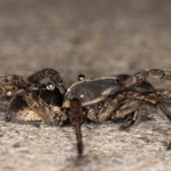 Venatrix speciosa at Melba, ACT - 17 Sep 2021 11:35 PM