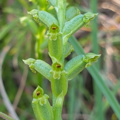 Microtis unifolia (Common Onion Orchid) at Monument Hill and Roper Street Corridor - 4 Nov 2021 by ClaireSee