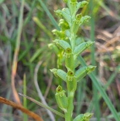 Microtis unifolia at Albury, NSW - 4 Nov 2021