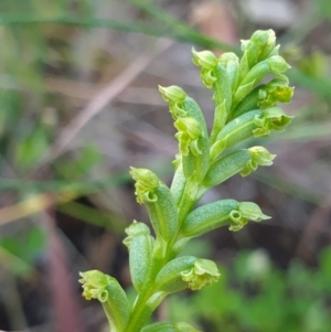 Microtis unifolia at Albury, NSW - suppressed