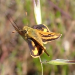 Ocybadistes walkeri (Green Grass-dart) at Cook, ACT - 29 Nov 2021 by drakes