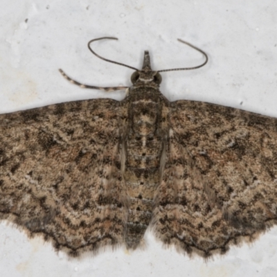 Pasiphilodes testulata (Pome looper) at Melba, ACT - 20 Sep 2021 by kasiaaus