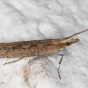 Plutella xylostella at Melba, ACT - 20 Sep 2021 12:09 AM