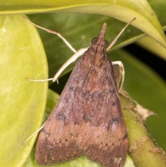 Uresiphita ornithopteralis (Tree Lucerne Moth) at Melba, ACT - 20 Sep 2021 by kasiaaus