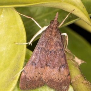 Uresiphita ornithopteralis at Melba, ACT - 20 Sep 2021
