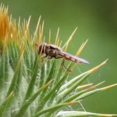 Simosyrphus grandicornis (Common hover fly) at Hume, ACT - 5 Dec 2021 by RodDeb