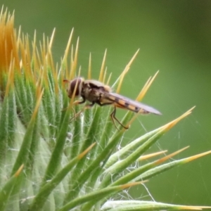 Simosyrphus grandicornis at Hume, ACT - 5 Dec 2021