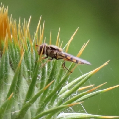 Simosyrphus grandicornis (Common hover fly) at Hume, ACT - 5 Dec 2021 by RodDeb