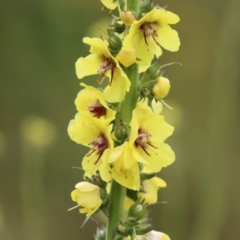 Verbascum virgatum (Green Mullein) at Hume, ACT - 5 Dec 2021 by RodDeb