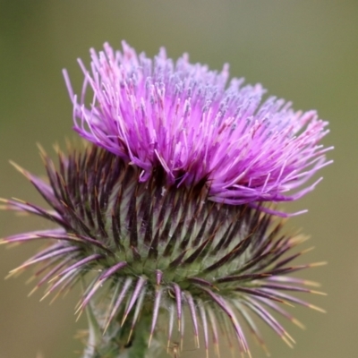 Onopordum acanthium (Scotch Thistle) at Hume, ACT - 5 Dec 2021 by RodDeb