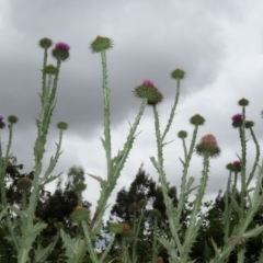 Onopordum acanthium at Hume, ACT - 5 Dec 2021 01:29 PM