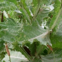 Onopordum acanthium at Hume, ACT - 5 Dec 2021 01:29 PM