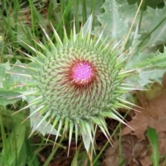 Onopordum acanthium at Hume, ACT - 5 Dec 2021 01:29 PM