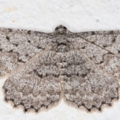 Psilosticha absorpta (Fine-waved Bark Moth) at Melba, ACT - 22 Sep 2021 by kasiaaus