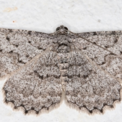 Psilosticha absorpta (Fine-waved Bark Moth) at Melba, ACT - 22 Sep 2021 by kasiaaus