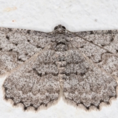 Psilosticha absorpta (Fine-waved Bark Moth) at Melba, ACT - 21 Sep 2021 by kasiaaus