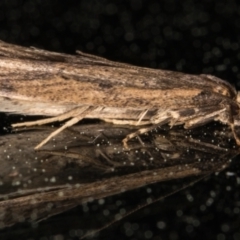 Gelechioidea (superfamily) (Unidentified Gelechioid moth) at Melba, ACT - 22 Sep 2021 by kasiaaus