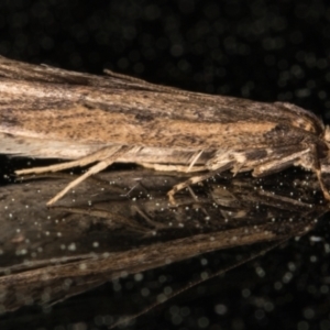 Gelechioidea (superfamily) at Melba, ACT - 22 Sep 2021