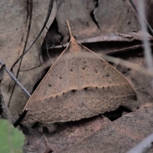 Epidesmia hypenaria at Cook, ACT - 23 Nov 2021 10:00 AM