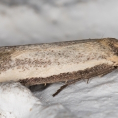 Philobota mathematica group undescribed species. (A concealer moth) at Melba, ACT - 23 Sep 2021 by kasiaaus