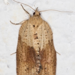 Epiphyas postvittana (Light Brown Apple Moth) at Melba, ACT - 23 Sep 2021 by kasiaaus