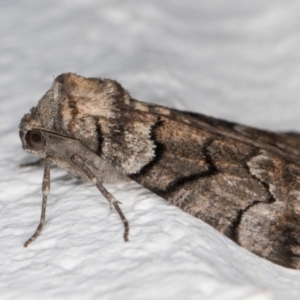 Dysbatus undescribed species at Melba, ACT - 24 Sep 2021 11:48 PM