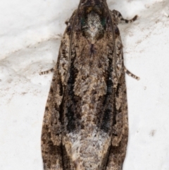 Thrincophora lignigerana (A Tortricid moth) at Melba, ACT - 24 Sep 2021 by kasiaaus