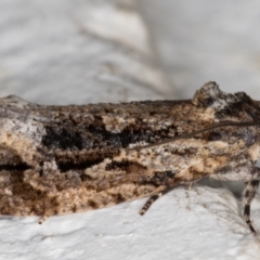 Thrincophora lignigerana at Melba, ACT - 24 Sep 2021 11:49 PM