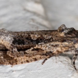 Thrincophora lignigerana at Melba, ACT - 24 Sep 2021