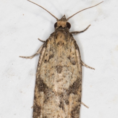 Tortricinae (subfamily) (A tortrix moth) at Melba, ACT - 24 Sep 2021 by kasiaaus