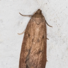 Tachystola acroxantha (A Concealer moth) at Melba, ACT - 24 Sep 2021 by kasiaaus