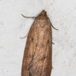 Tachystola acroxantha at Melba, ACT - 24 Sep 2021 11:50 PM