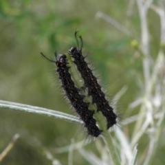 Nyctemera amicus (Senecio Moth, Magpie Moth, Cineraria Moth) at Mount Taylor - 4 Dec 2021 by MatthewFrawley