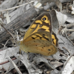 Heteronympha merope (Common Brown Butterfly) at Pearce, ACT - 4 Dec 2021 by MatthewFrawley