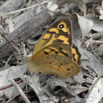 Heteronympha merope (Common Brown Butterfly) at Mount Taylor - 4 Dec 2021 by MatthewFrawley