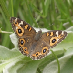 Junonia villida (Meadow Argus) at Mount Taylor - 4 Dec 2021 by MatthewFrawley