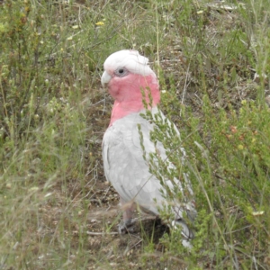 Eolophus roseicapilla at Fisher, ACT - 5 Dec 2021 10:27 AM