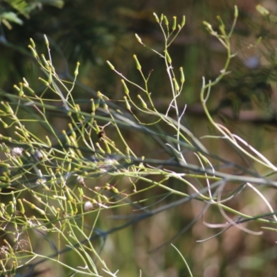 Senecio quadridentatus (Cotton Fireweed) at Yackandandah, VIC - 4 Dec 2021 by KylieWaldon