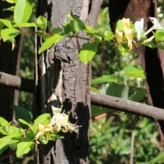 Lonicera japonica (Japanese Honeysuckle) at Yackandandah, VIC - 5 Dec 2021 by KylieWaldon