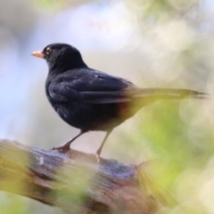 Turdus merula (Eurasian Blackbird) at Yackandandah, VIC - 5 Dec 2021 by KylieWaldon