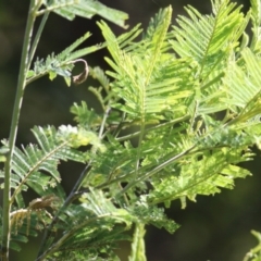 Acacia dealbata subsp. dealbata (Silver Wattle) at Yackandandah, VIC - 4 Dec 2021 by KylieWaldon