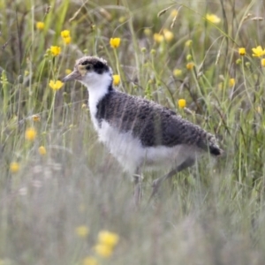 Vanellus miles at Shannons Flat, NSW - 5 Dec 2021