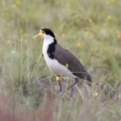 Vanellus miles at Shannons Flat, NSW - 5 Dec 2021